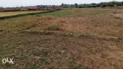 Cheekati Mamidi image