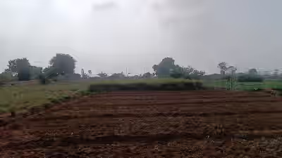 Mansanpalle image