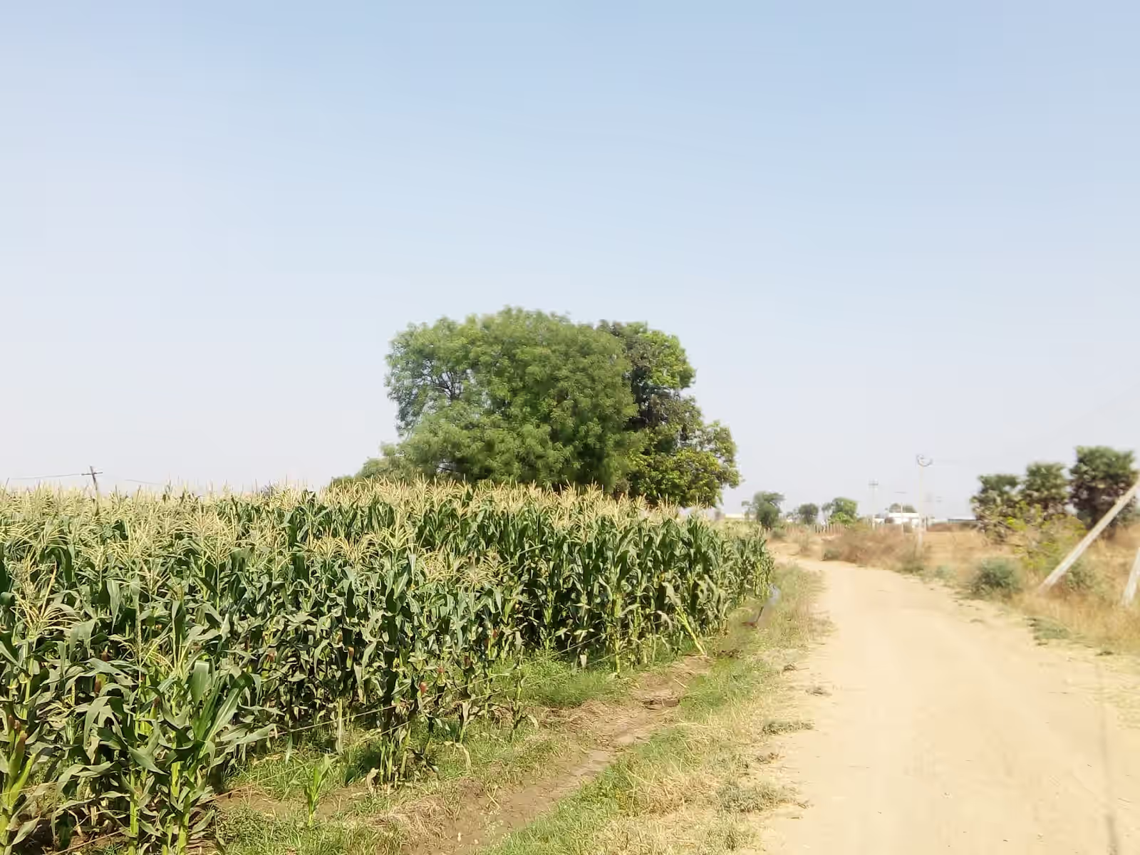 Masaniguda image