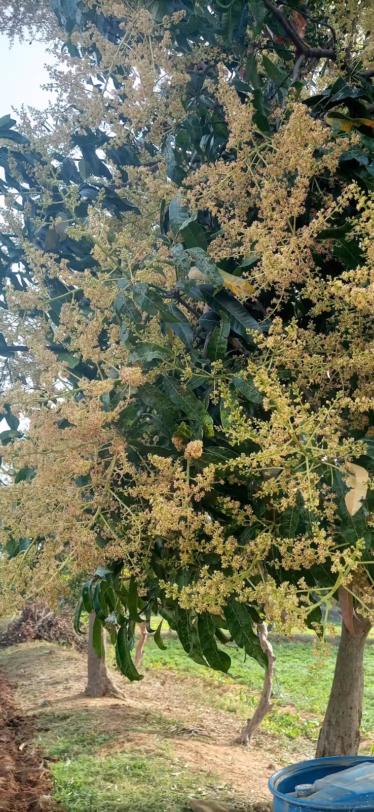Munganoor image