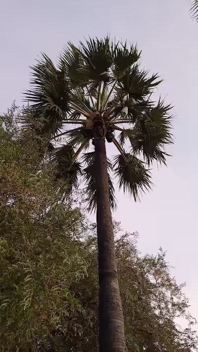 Panthangi image