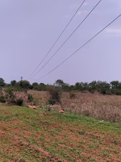 Seriguda image