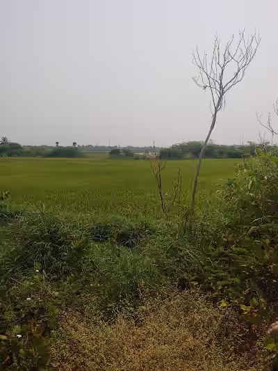 Venkiryala image